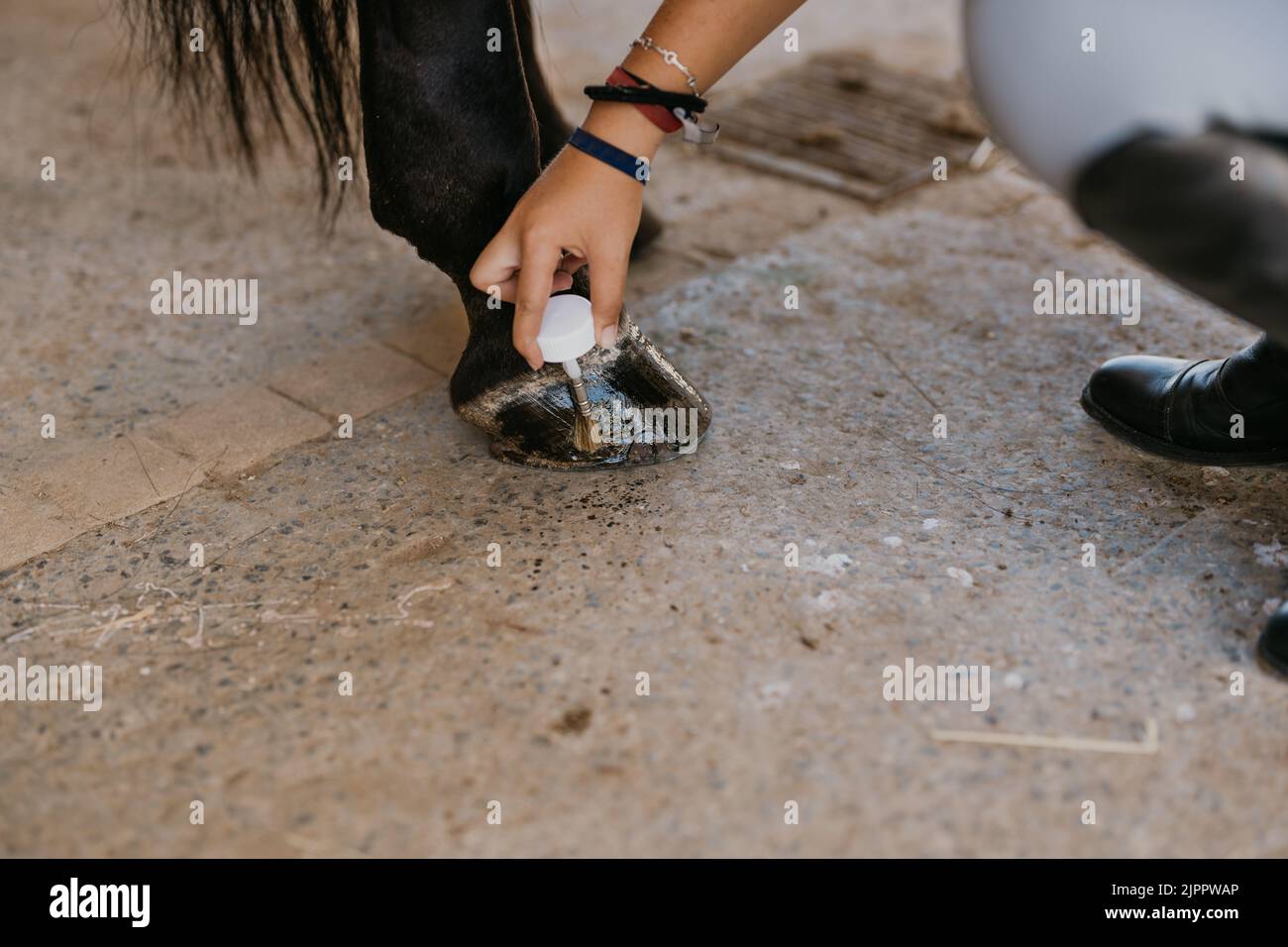 woman's hands applying moisturizing gel to a horse's hooves Stock Photo