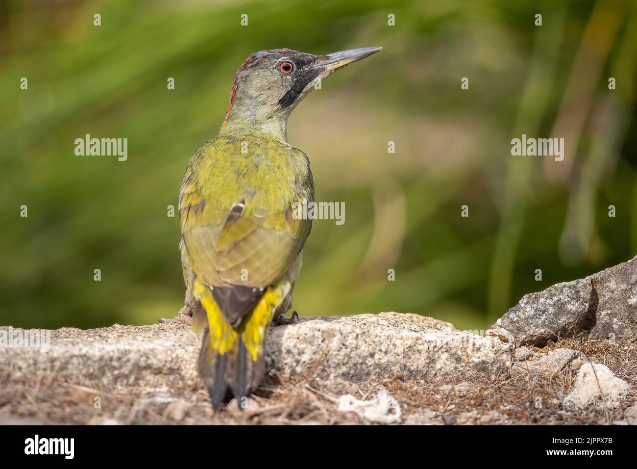 A young Iberian Green Woodpecker (Picus sharpei) on racks in grassland, Andalucia, Spain Stock Photo