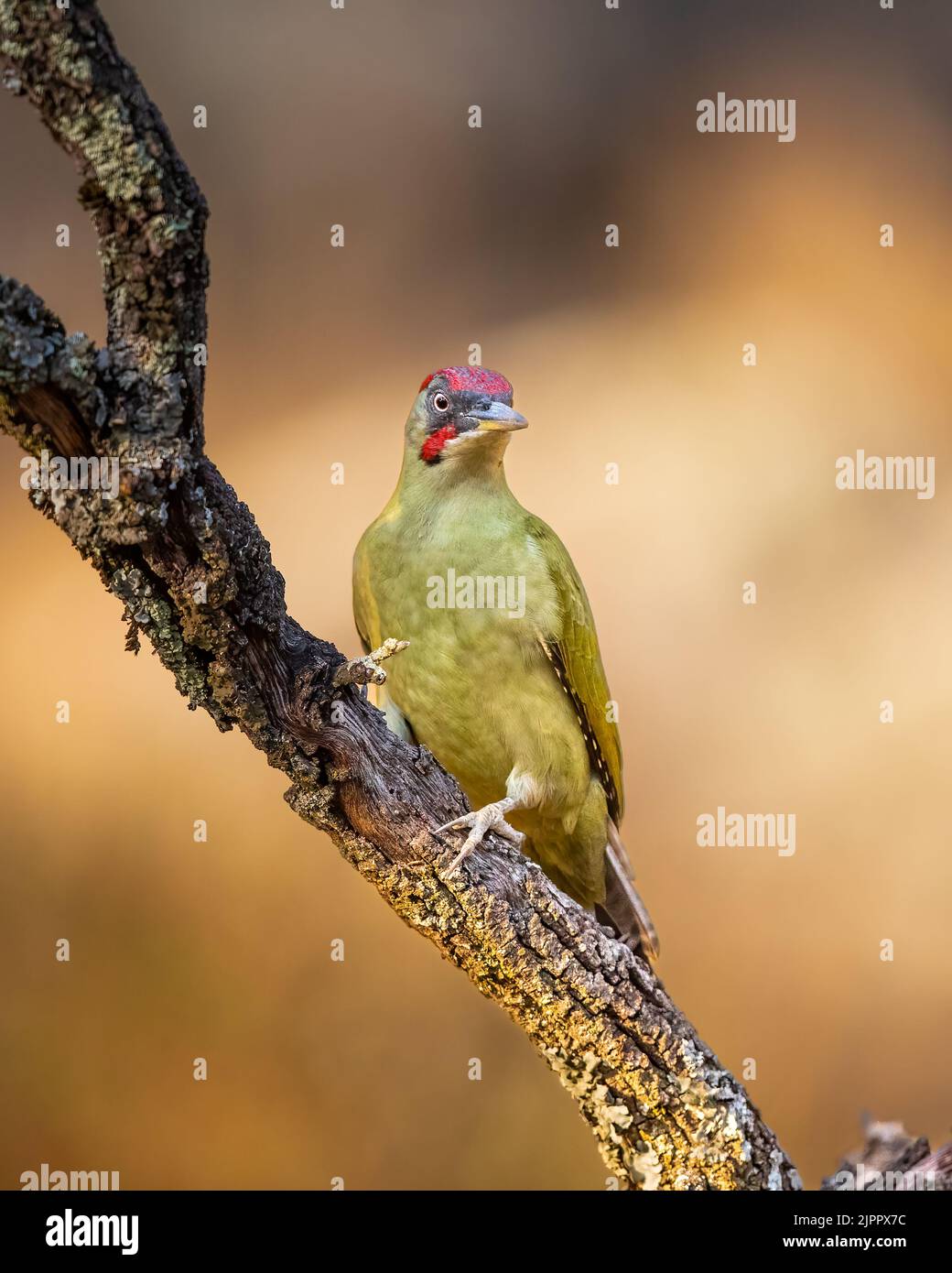 An Iberian Green Woodpecker (Picus sharpei) climbing a branch with a background of soft-focus grassland in golden light , Andalucia, Spain Stock Photo