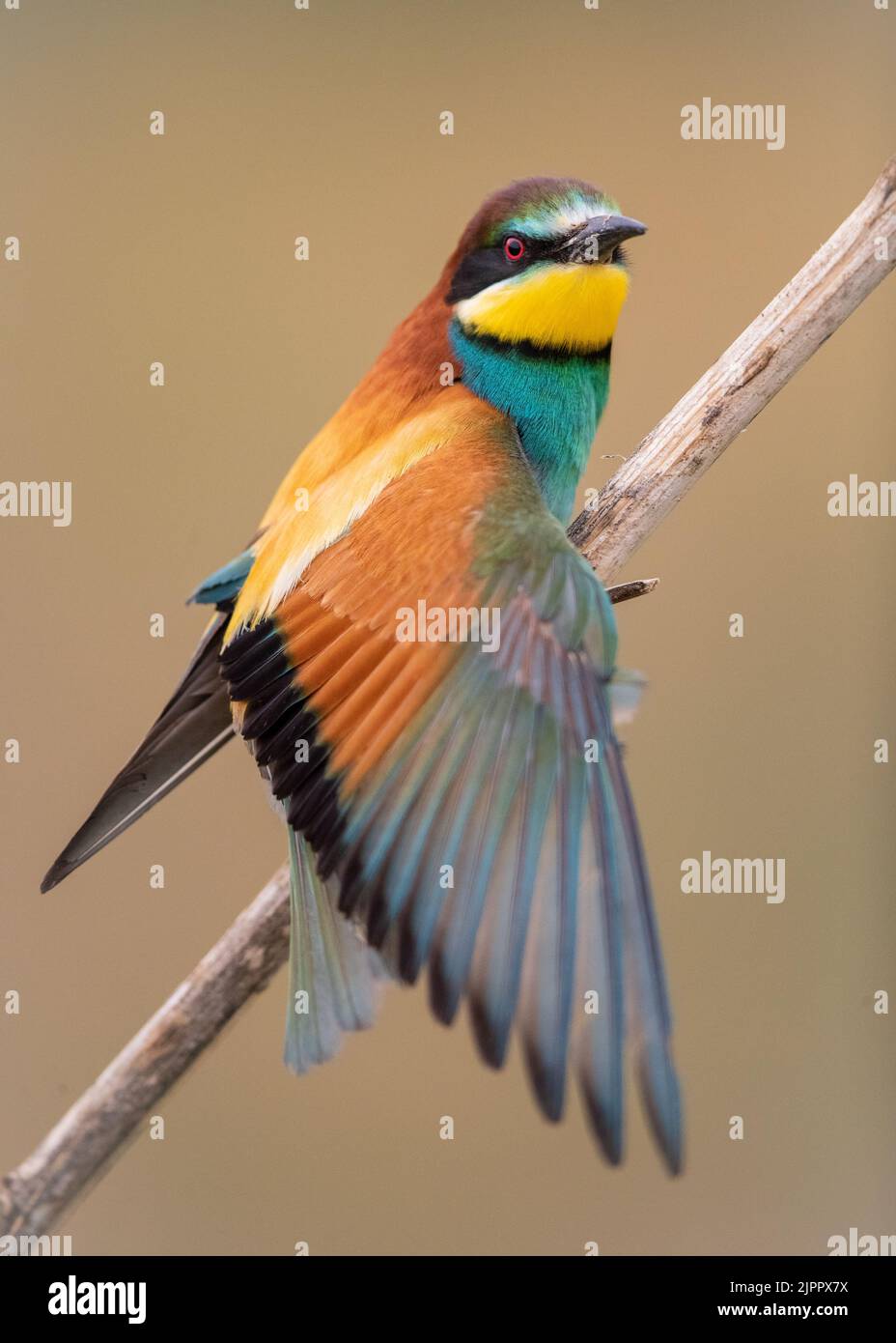 European Bee-eater (Merops apiaster) perching on a branch and stretching its wingt. Koros-Maros National Park, Hungary Stock Photo