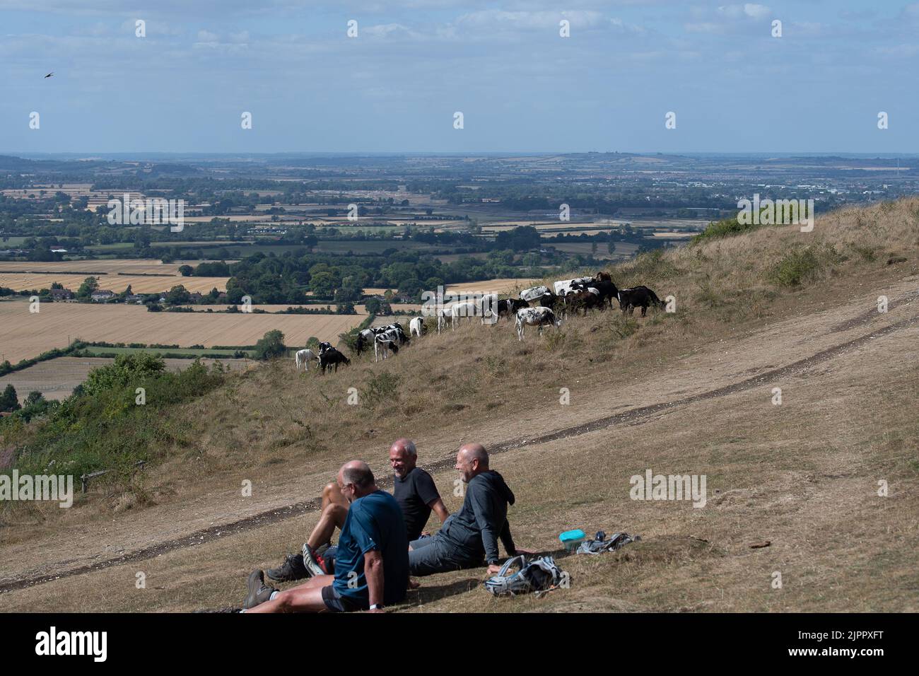 Coombe Hill, Buckinghamshire, UK. 19th August, 2022. Cattle were grazing high in the Chilterns today on National Trust land at Coombe Hill. It is a difficult time for farmers and their livestock as natural food sources are less than usual due to the heatwaves and ongoing drought. Credit: Maureen McLean/Alamy Live News Stock Photo