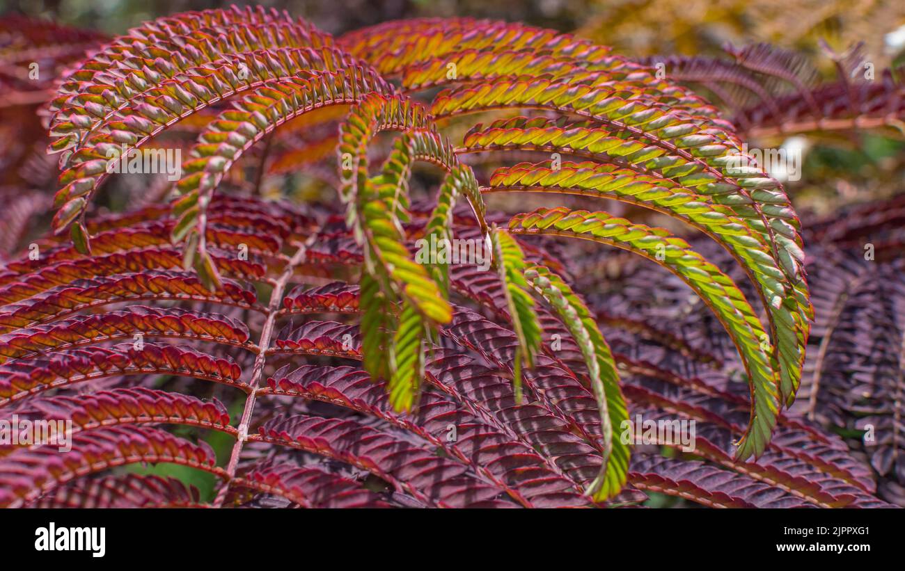 Close-up of the leaves of the mimosa tree. (Albizia julibrissin) Stock Photo
