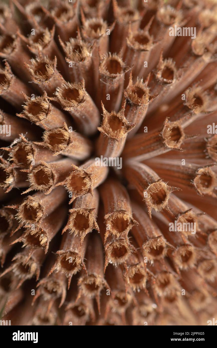 Close-up of the dry and brown flower head of a bee-balm (bergamot) plant in autumn. Stock Photo