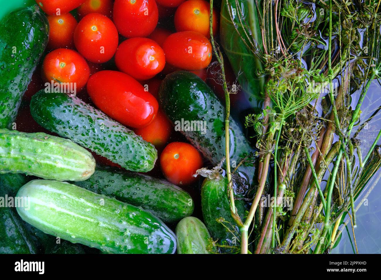 The cucumbers, tomatoes, and dill are ready for pickling once they have