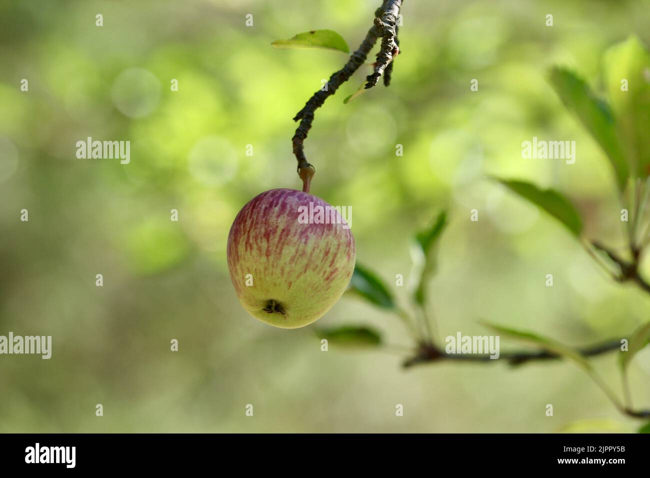 An apple growing on a tree in fall Stock Photo