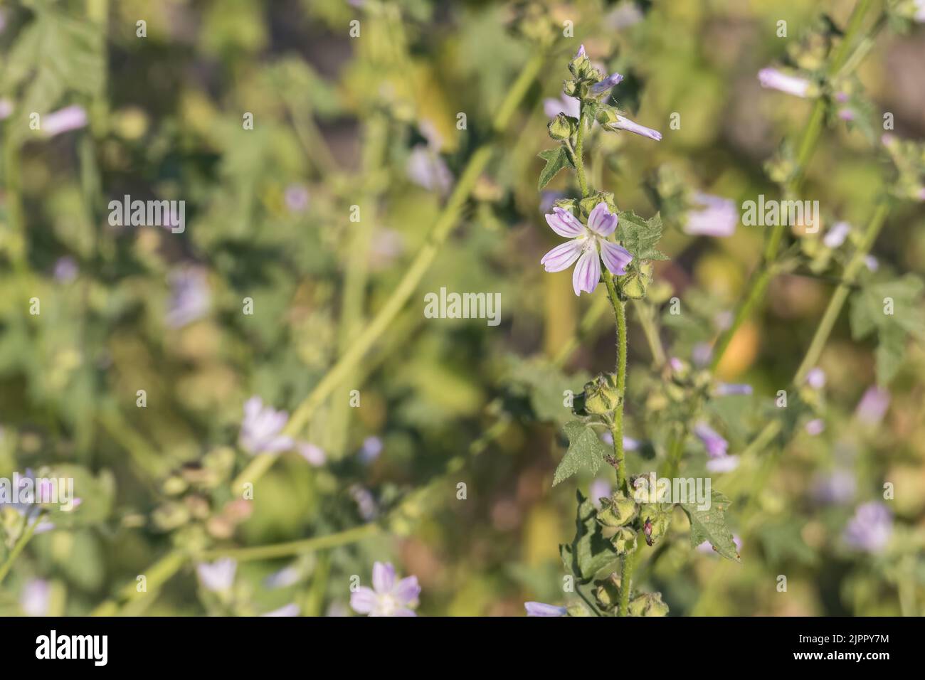 common mallow plant with flower in spring with sunlight  outdoors Stock Photo