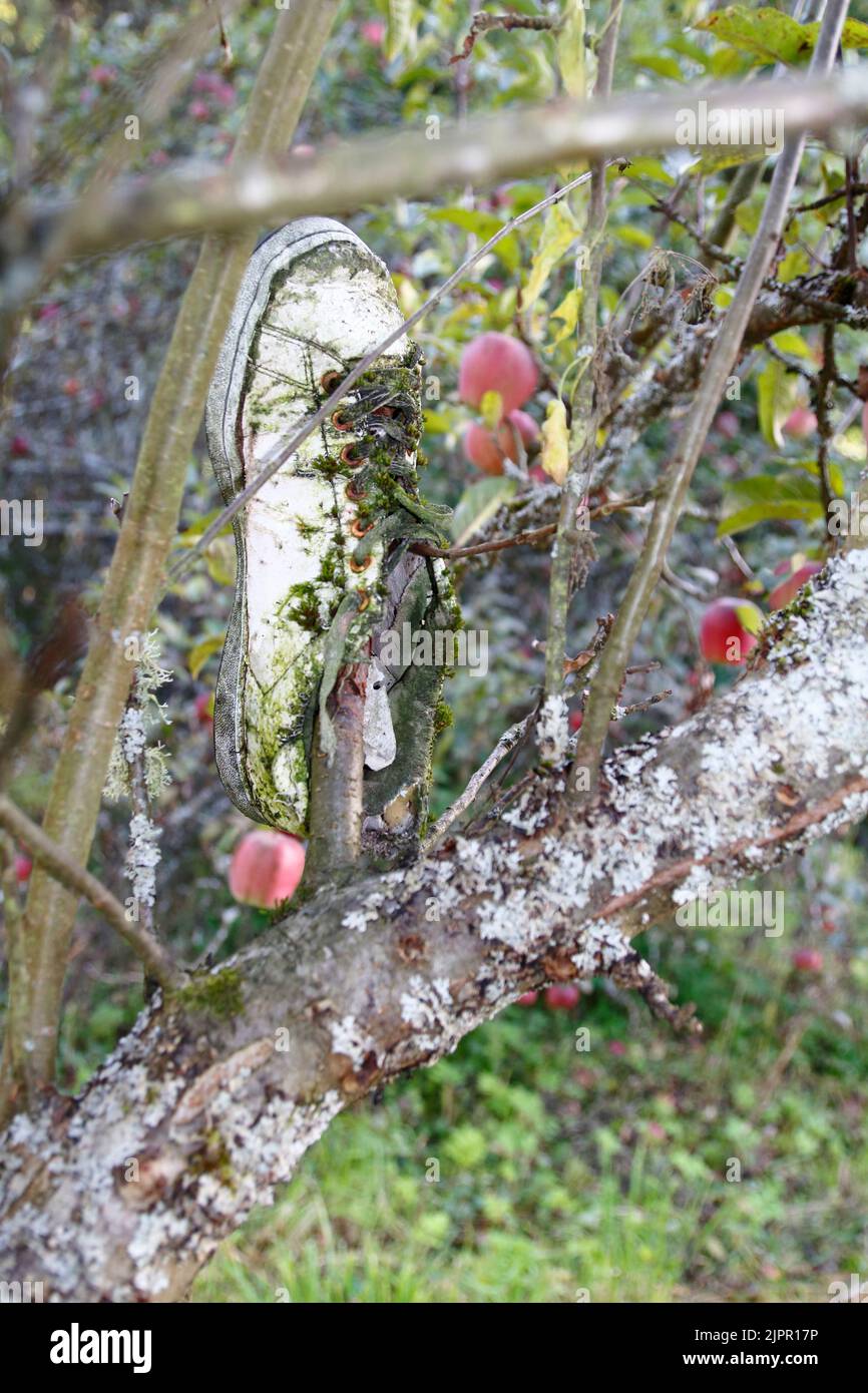 Ein alter Turnschuh, im Apfelbaum, über Jahre vermoost Stock Photo