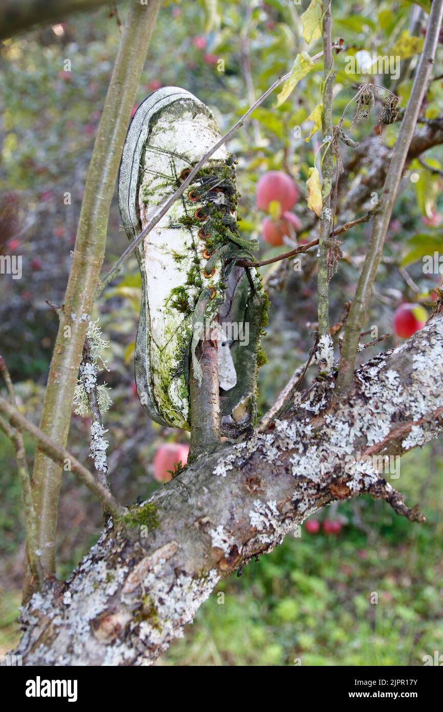 Ein alter Turnschuh, im Apfelbaum, über Jahre vermoost Stock Photo
