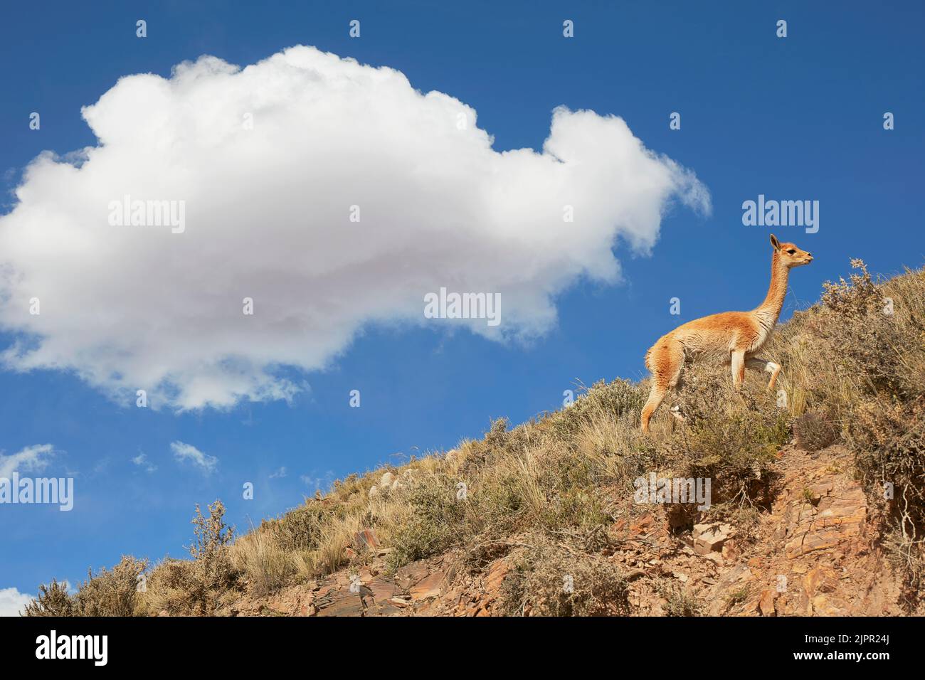 A wild vicuna climbs a mountain of the "Quebrada the Humahuaca", on the