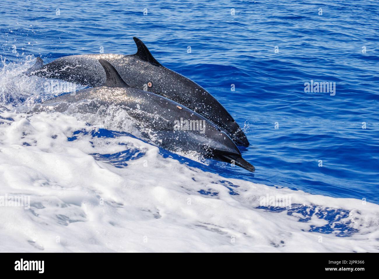 Both of these Pantropical spotted dolphins, Stenella attenuata, have wounds on inflicted at night from a cookie cutter shark, Isistius brasiliensis. P Stock Photo