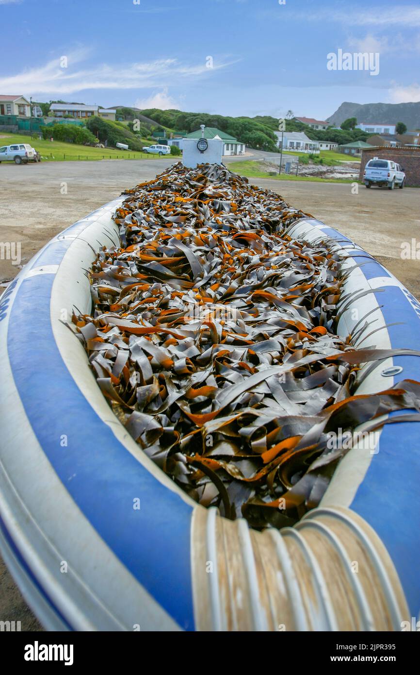 Seaweed industry. A vessel filled with harvested seaweed, Gaansbaii, Western Cape, South Africa. Stock Photo
