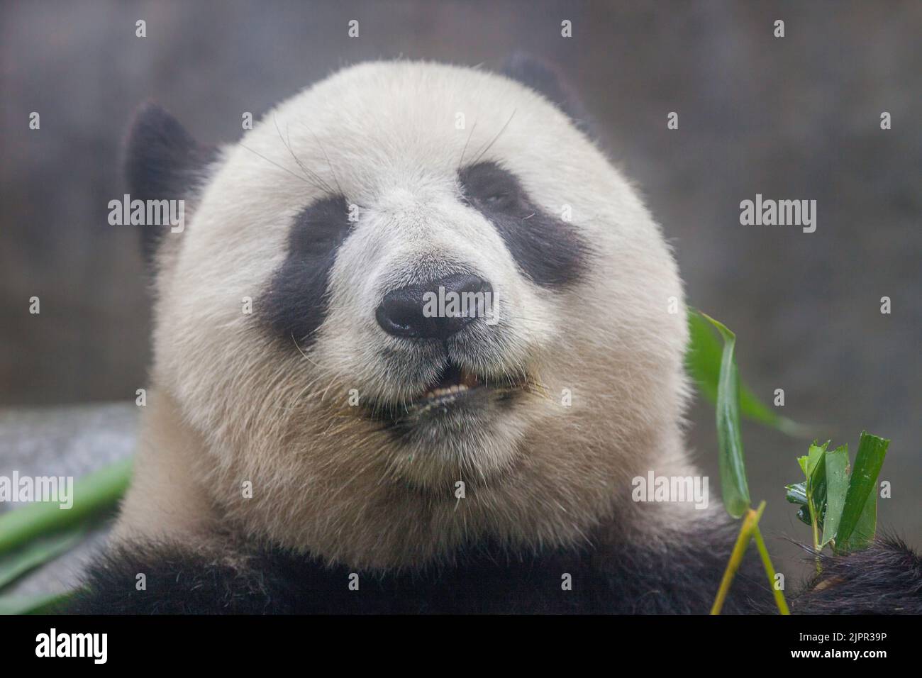 The Giant Panda, Ailuropoda melanoleuca, is a bear native to central-western and south western China. Stock Photo