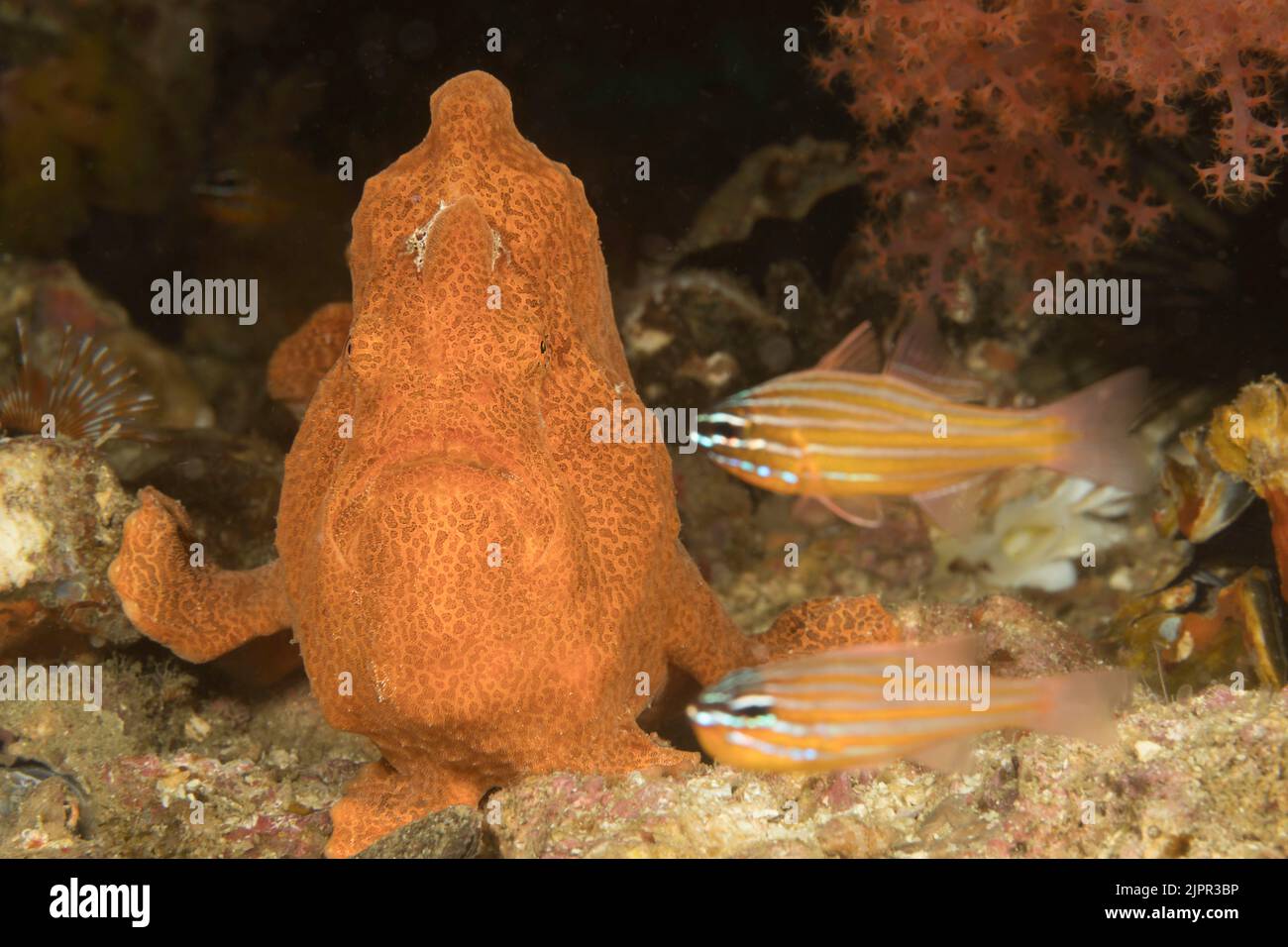 One of the two cardinalfish in front of this painted frogfish, Antennarius pictus, will soon become lunch, Philippines, Asia. Stock Photo
