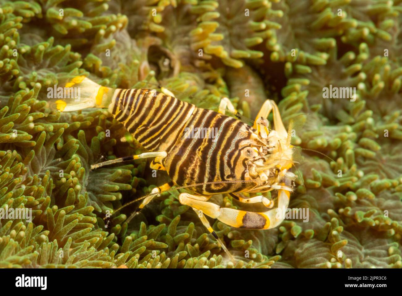 The bumblebee shrimp, Gnathophyllum americanum, is similar in coloration to a brightly colored bumblebee, and can grow up to 1 inch in length, Philipp Stock Photo