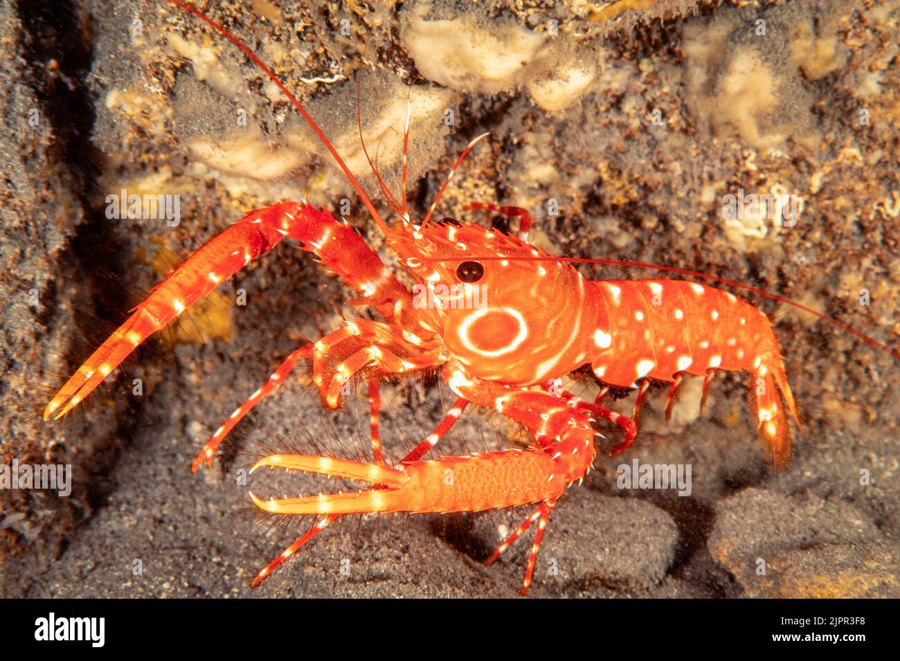 The bullseye reef lobster, Hoplometopus holthuisi, is found deep into caverns and lava tubes in Hawaii. Stock Photo