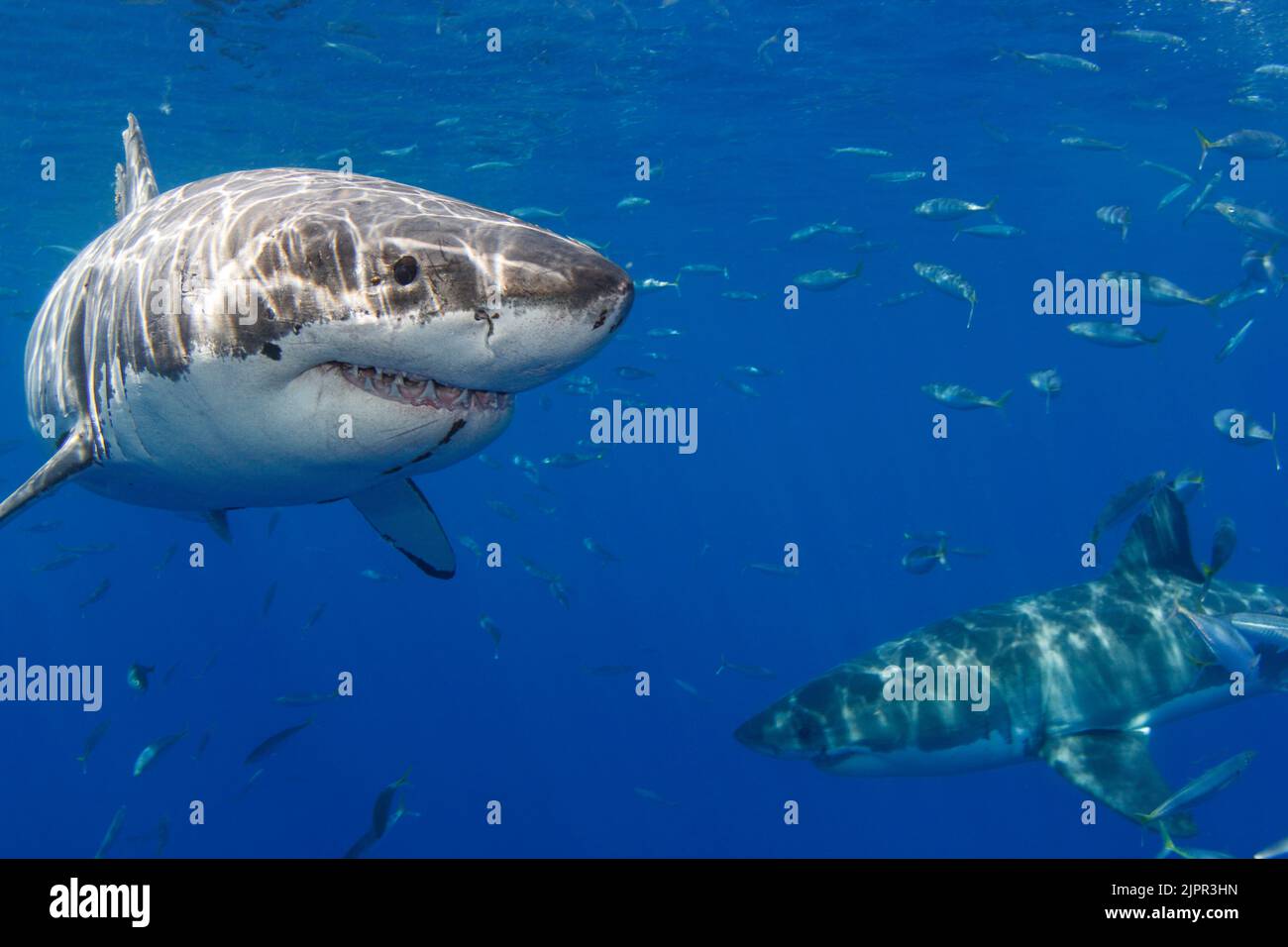 Two great white sharks, Carcharodon carcharias, photographed off Guadalupe Island, Mexico. Stock Photo