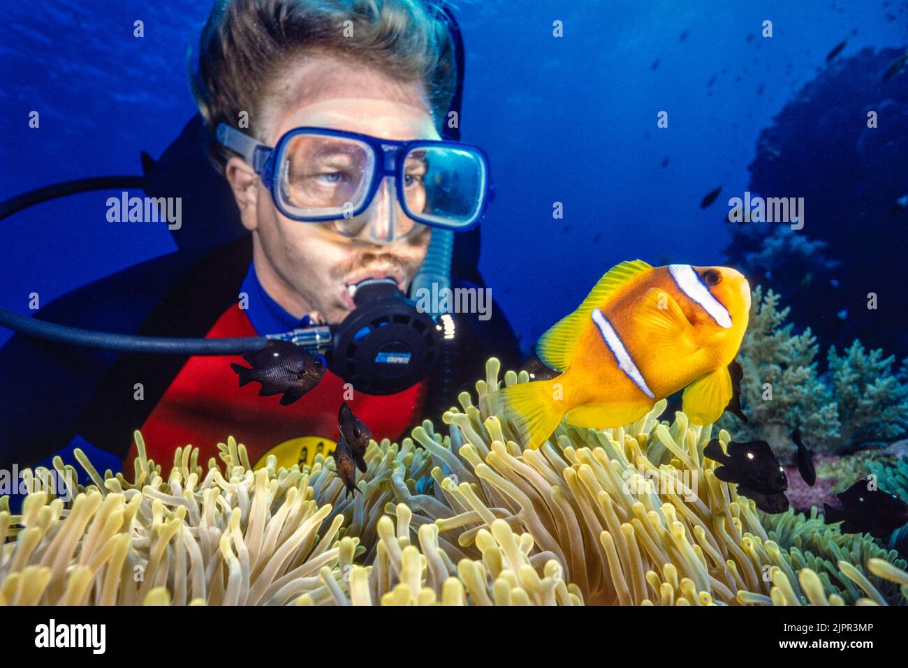 Famous Hawaii marine artist Robert Lyn Nelson (MR) pictured with a twobar Anemonefish, Amphiprion bicinctus, and a magnificent anemone, Heteractis mag Stock Photo