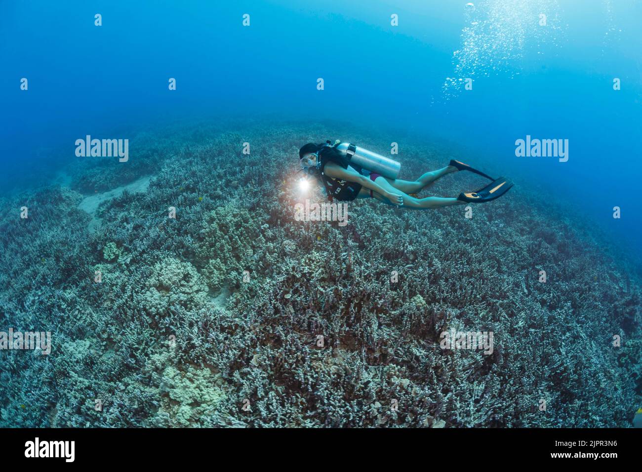 Diver (MR) pictured cruising over a garden of hard coral off the island of Maui, Hawaii. Stock Photo
