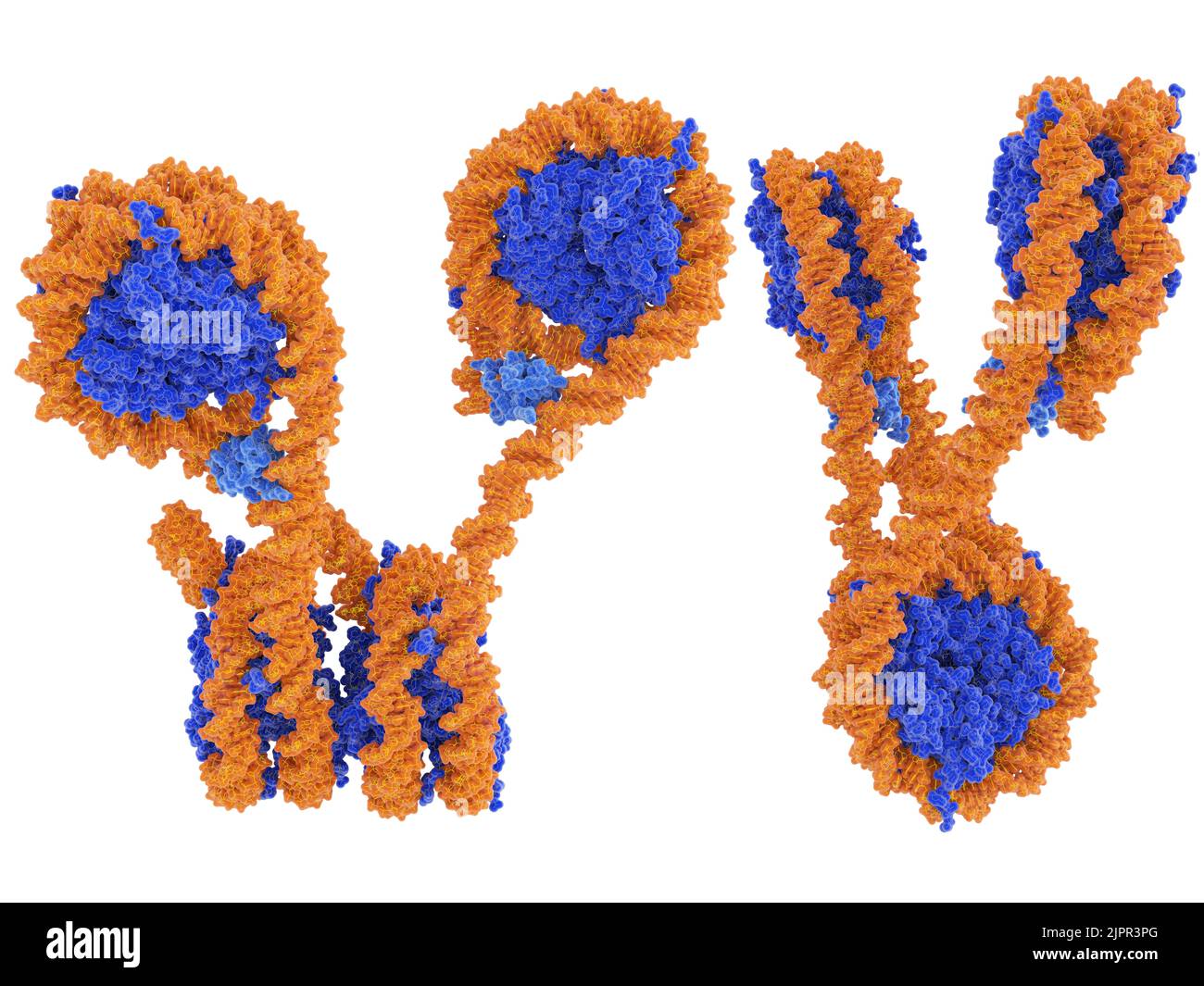 Tetranucleosome array, illustration Stock Photo