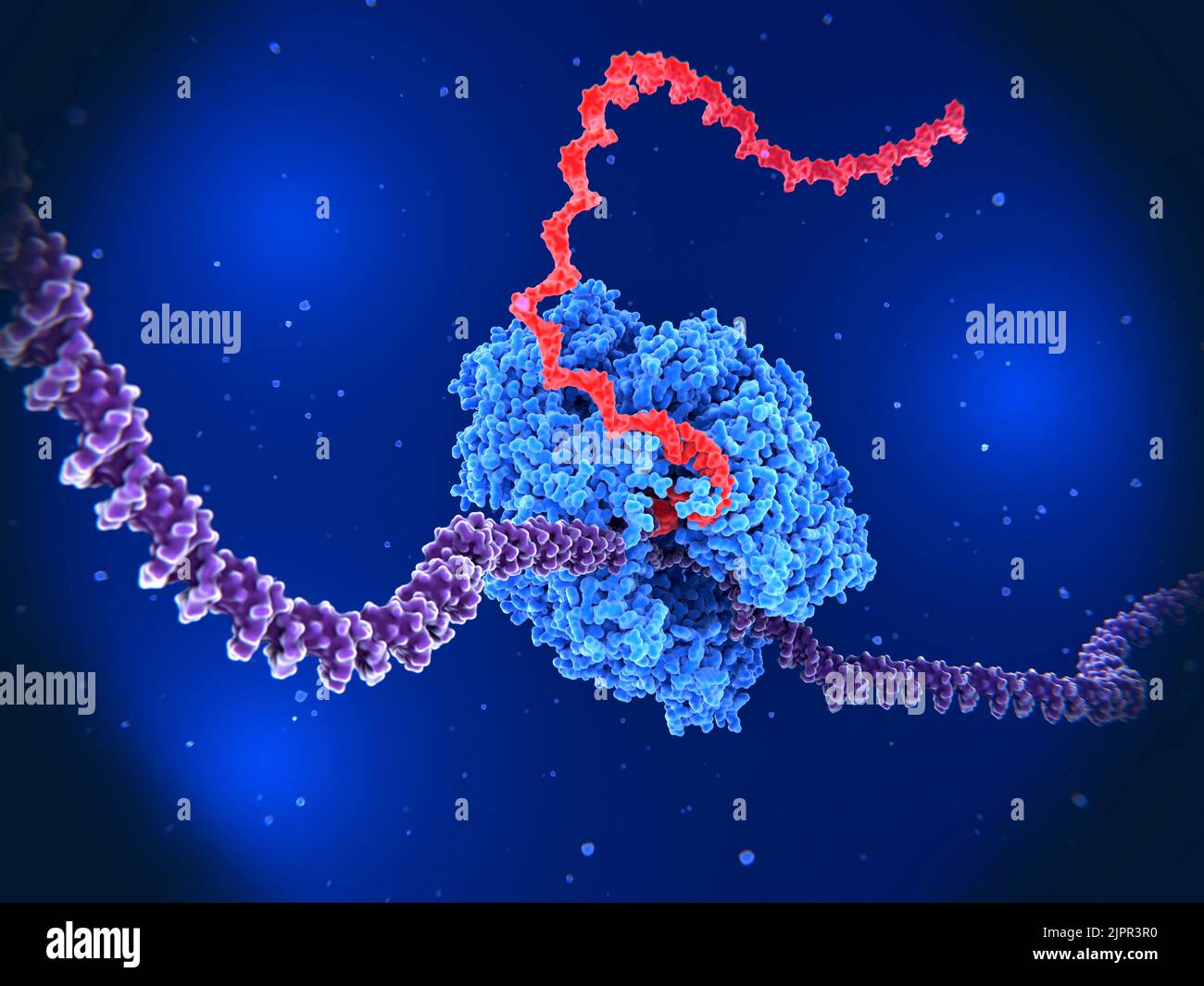 RNA polymerase transcribing DNA into RNA, illustration Stock Photo
