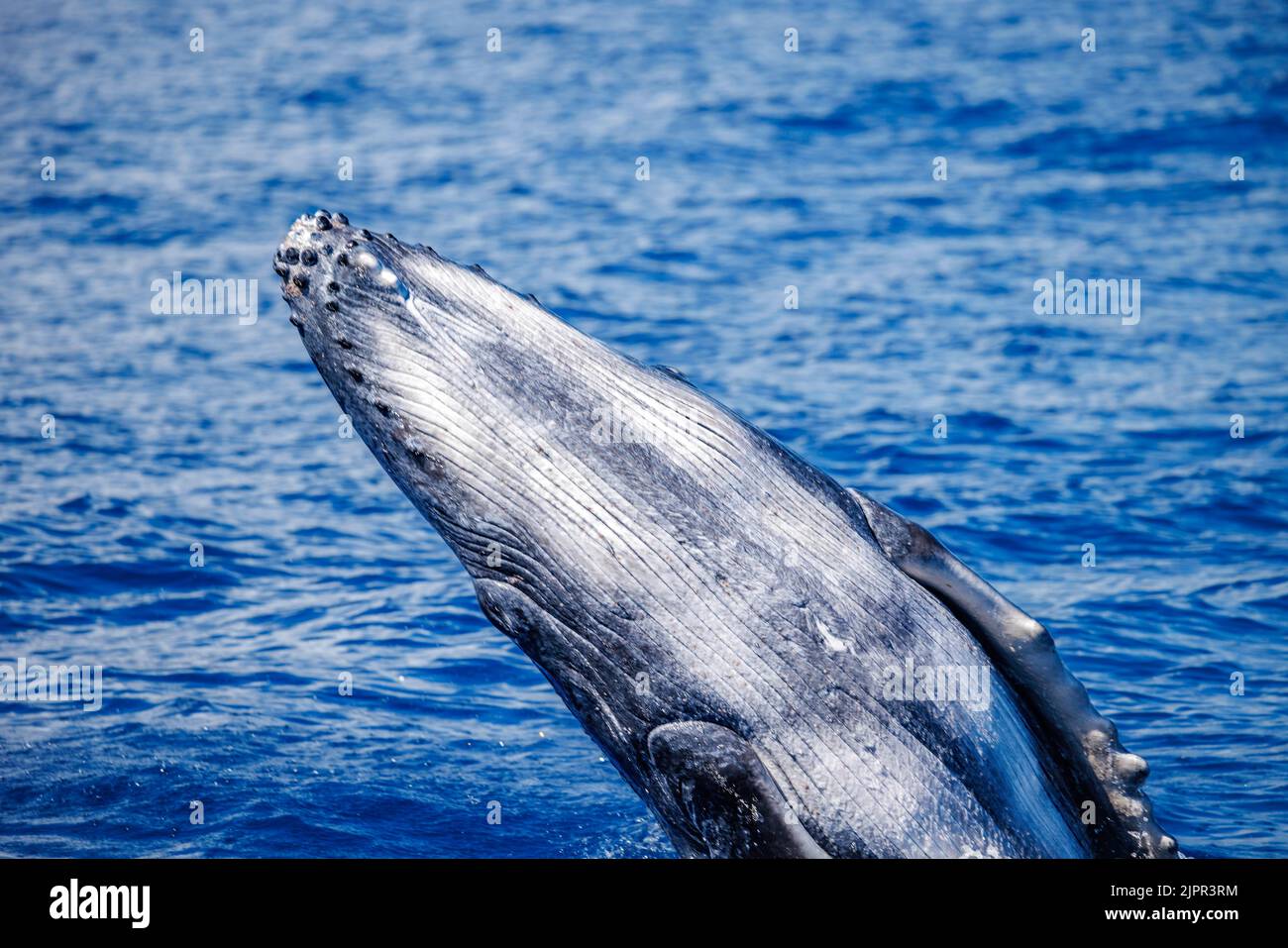Breaching humpback whale calf, Megaptera novaeangliae, Hawaii. This calf was born in the 2021 season in Hawaii. The Hawaiian Islands are the principal Stock Photo