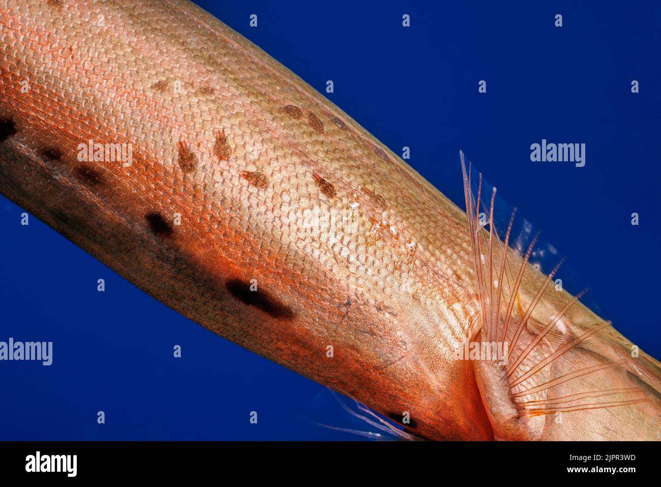 These are parasitic copepods, just behind the pectoral fin of this trumpetfish, Aulostomus chinensis, Hawaii. Stock Photo