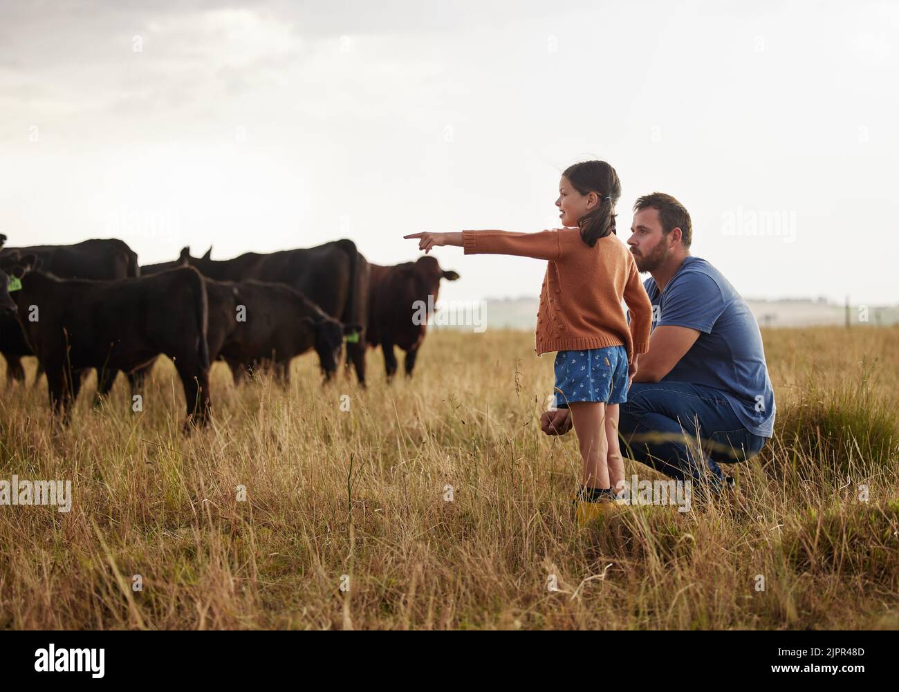 Family, dairy farming and farmer with child, daughter and girl pointing, showing and watching cows or cattle. Father and curious kid bonding on farm Stock Photo