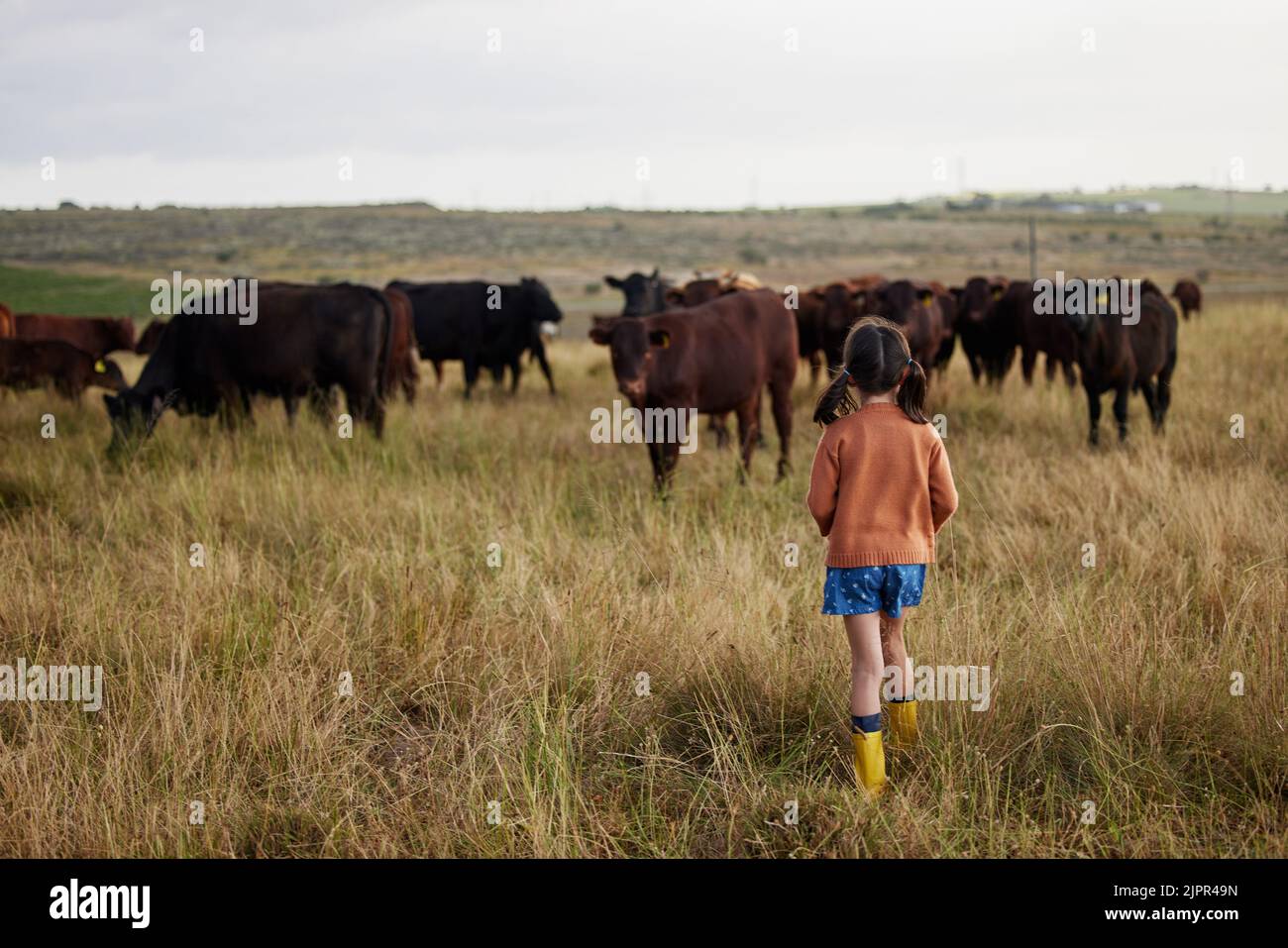 Sustainability, agriculture and farming with little girl playing with cattle on a farm, explore nature outdoors. Child on adventure in pasture with Stock Photo