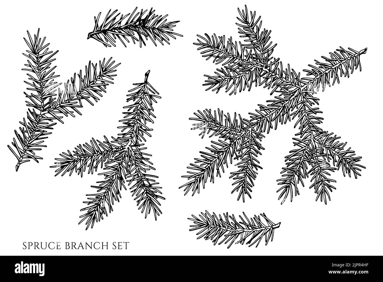 Mysterious forest vintage vector illustrations collection. Black and white spruce branch. Stock Vector