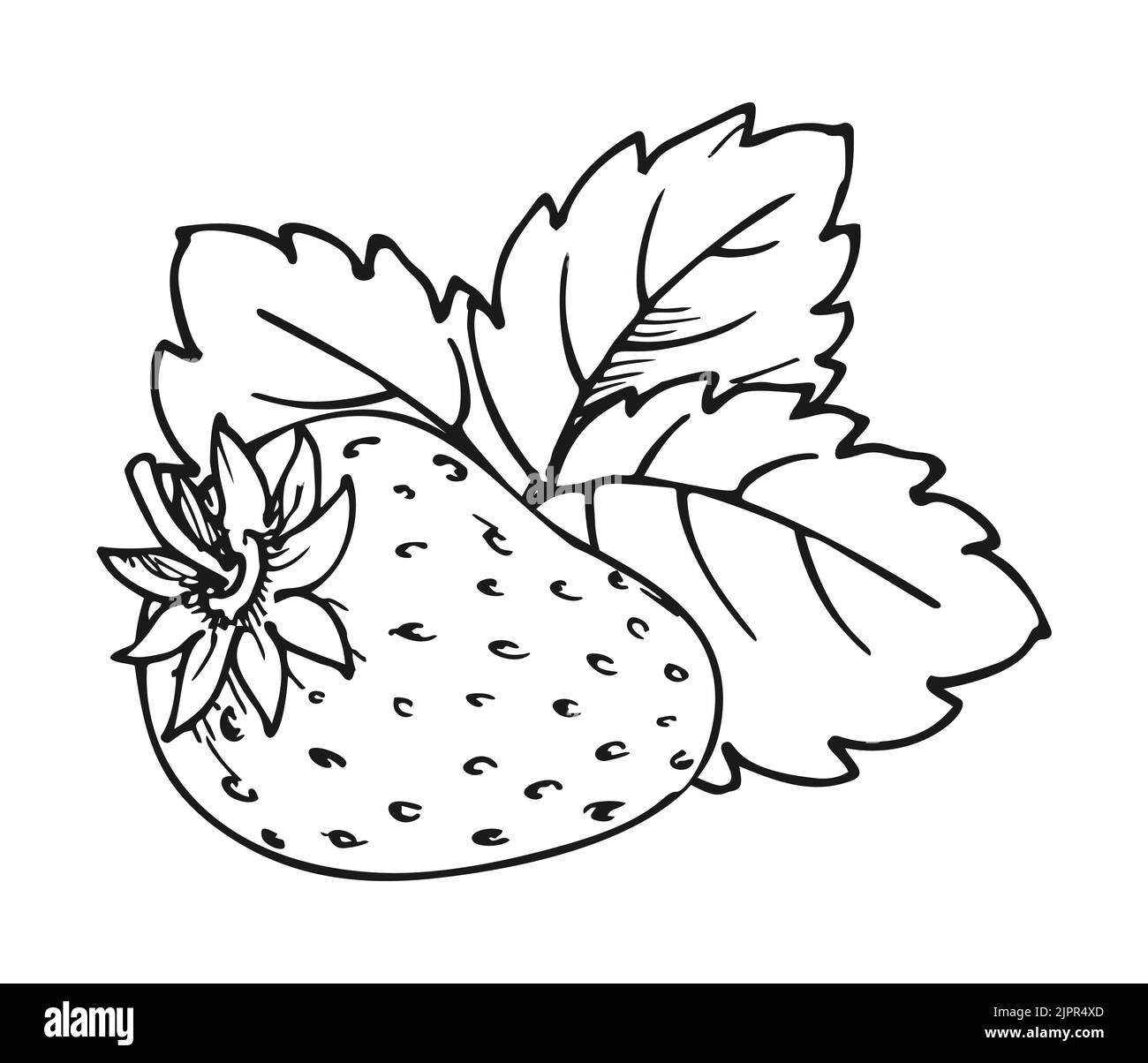 Strawberry educational worksheet coloring book page. Whole ripe wild forest berry with leaf. Tasty sweet fresh farm organic fruit. Juicy strawberries handdrawn outline clip art black white sketch Stock Vector