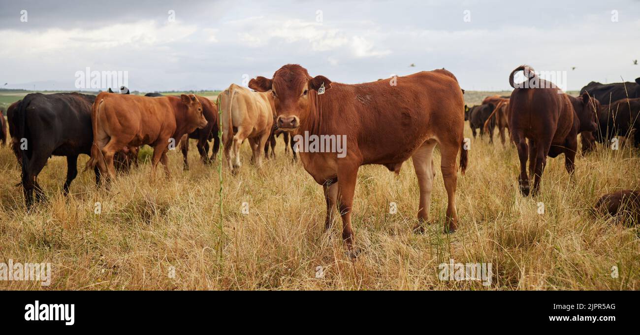 Herd of cows grazing, roaming and breeding on cattle farm, field and rural meadow in the countryside. Dairy animals, bovine and brown livestock in Stock Photo