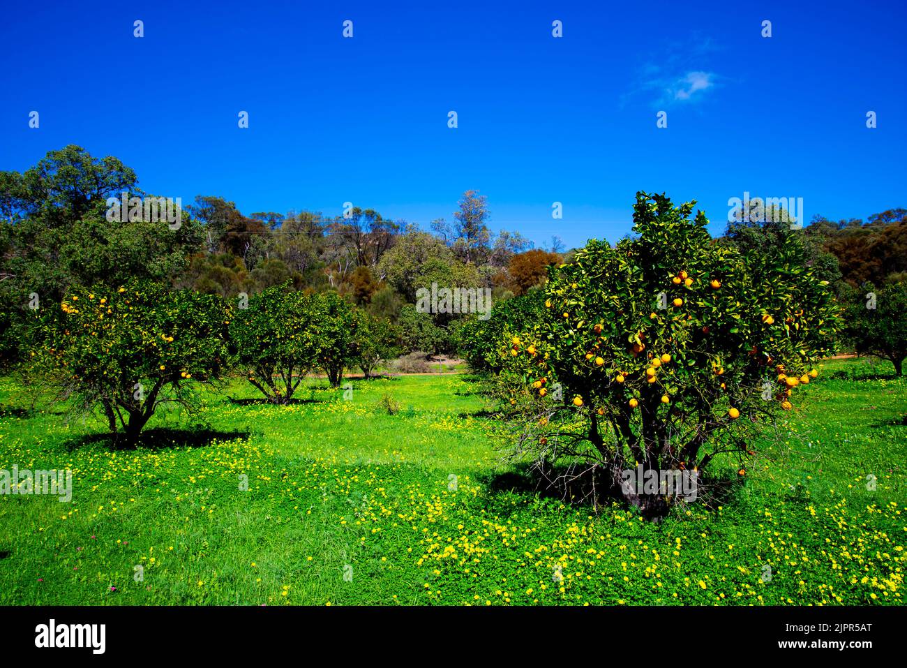 Orange Plantation Western Australia Stock Photo Alamy