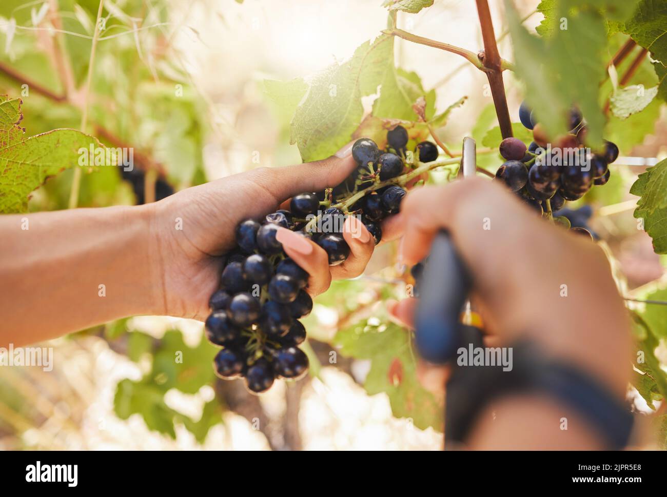 Farmer hands, grapes, harvest scissors cutting, pruning and harvesting agriculture vineyard