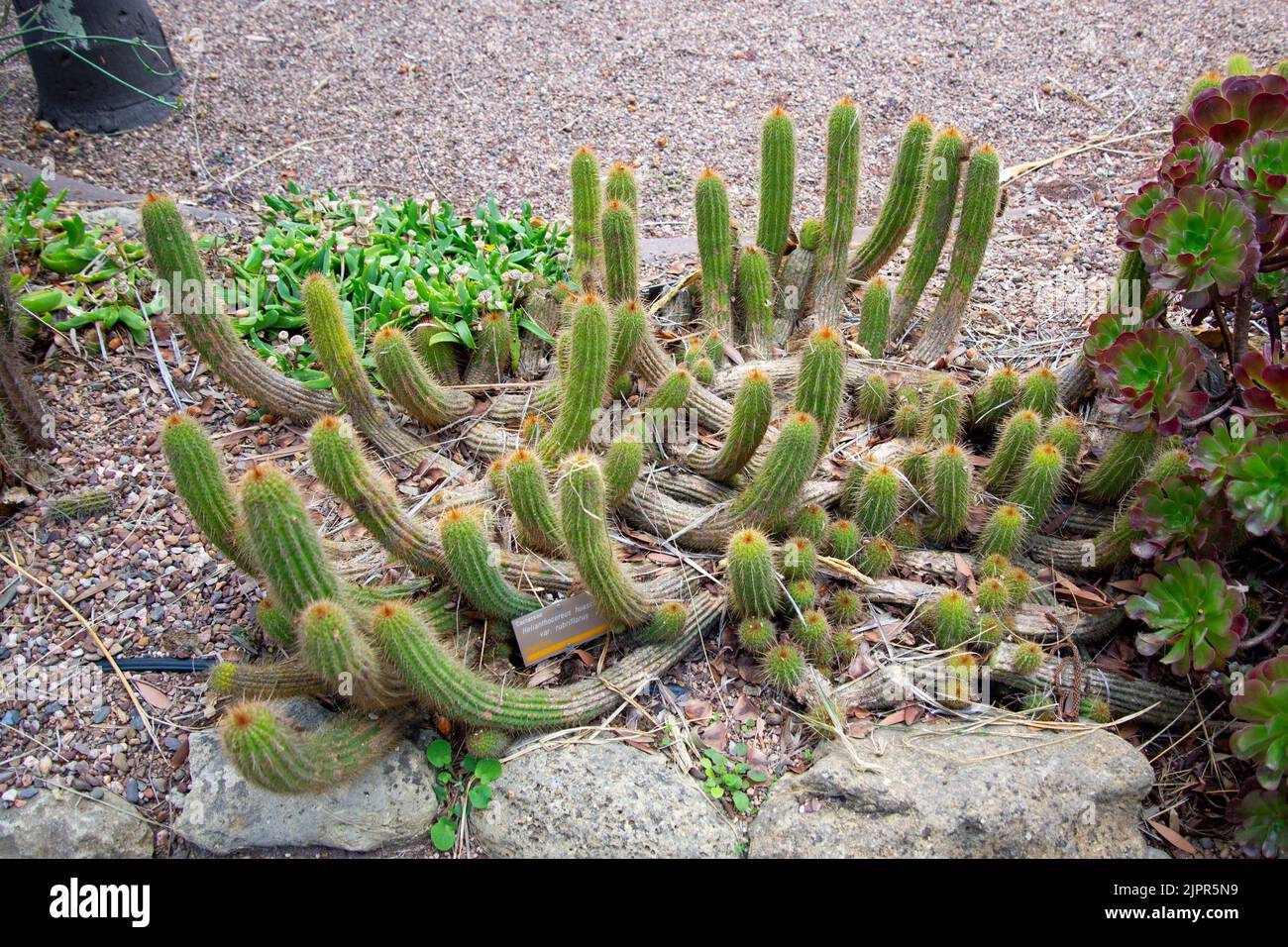 Helianthocereus Huascha Cactus in the Garden Stock Photo