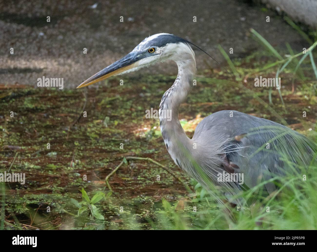 Close up of a Great Blue Heron facing left, standing along a shoreline while hunting for prey. Photographed with a shallow depth of field. Stock Photo