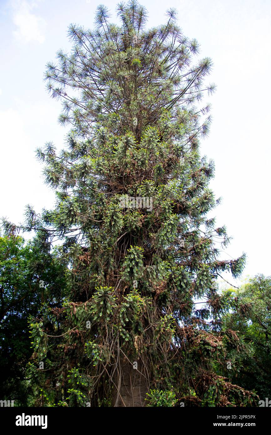 Bunya Pine Tree in the Field Stock Photo