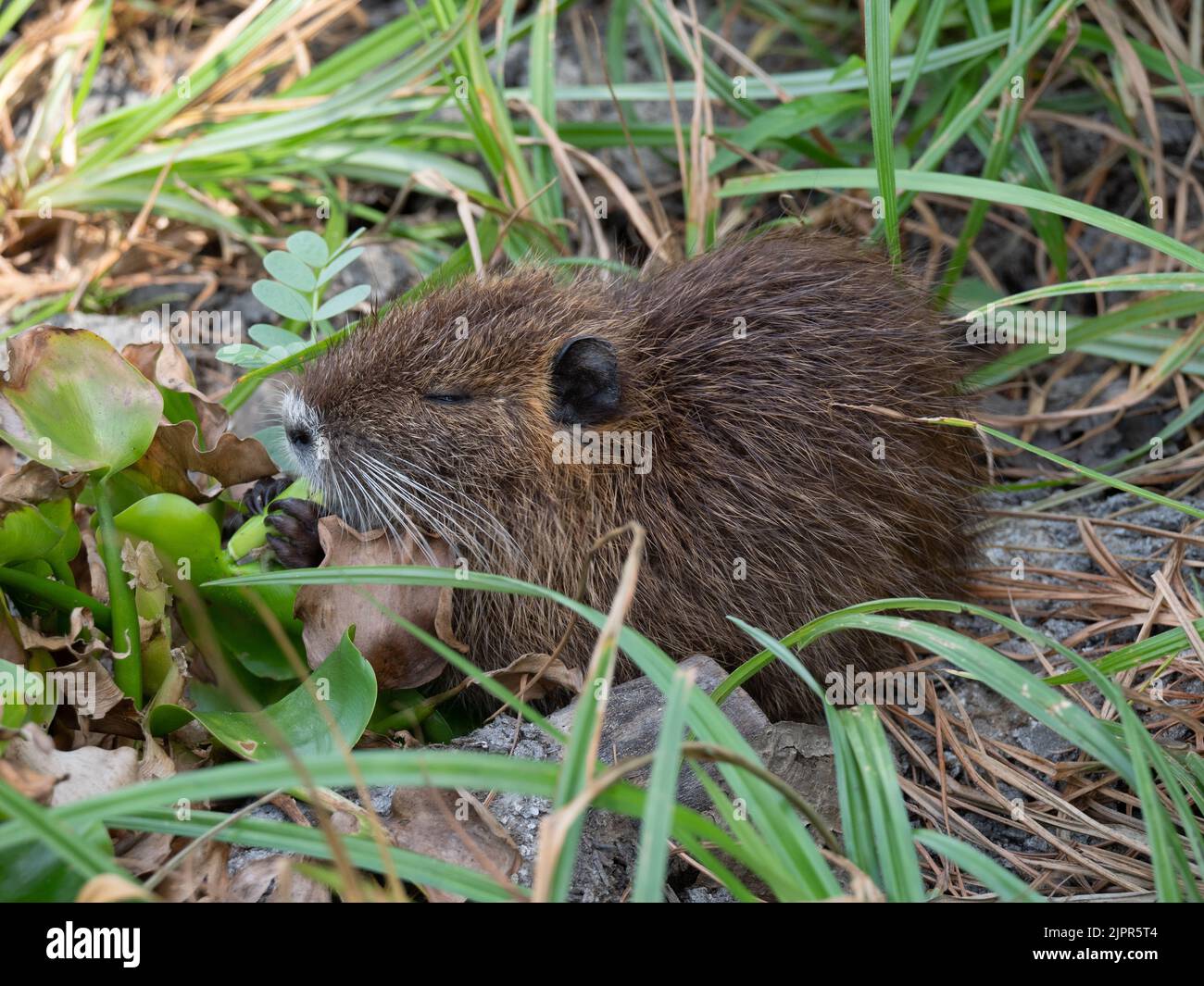 Close up of a young nutria feeding on water hyacinth leaves in a dried lake bed in Texas. Stock Photo