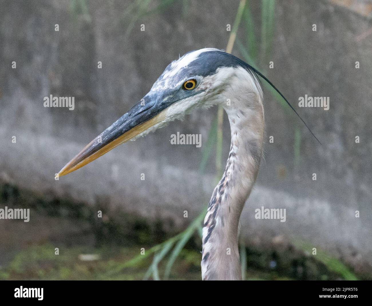 Close up of the head and top of the neck of a Great Blue Heron photographed with selective focus. Stock Photo