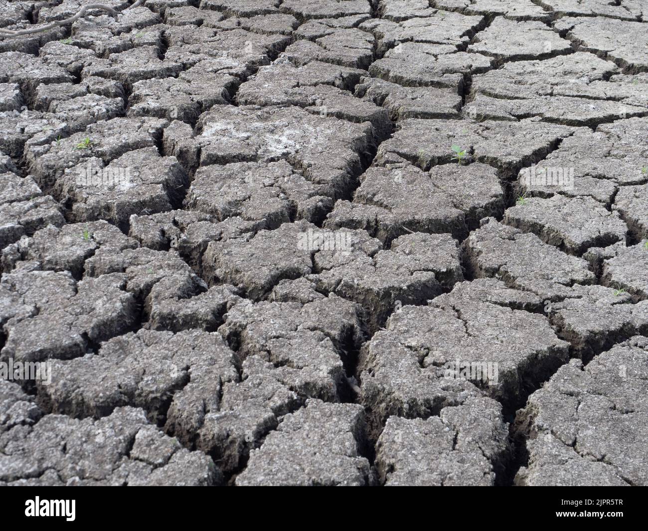 Deep clefts in parched, dried lake bed with a few sprigs of vegetation sprouting in fissures. Stock Photo