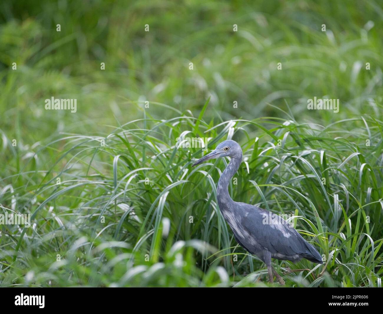 Immature Little Blue Heron with blue and white feathers standing in tall green grass. Photographed with a shallow depth of field. Stock Photo