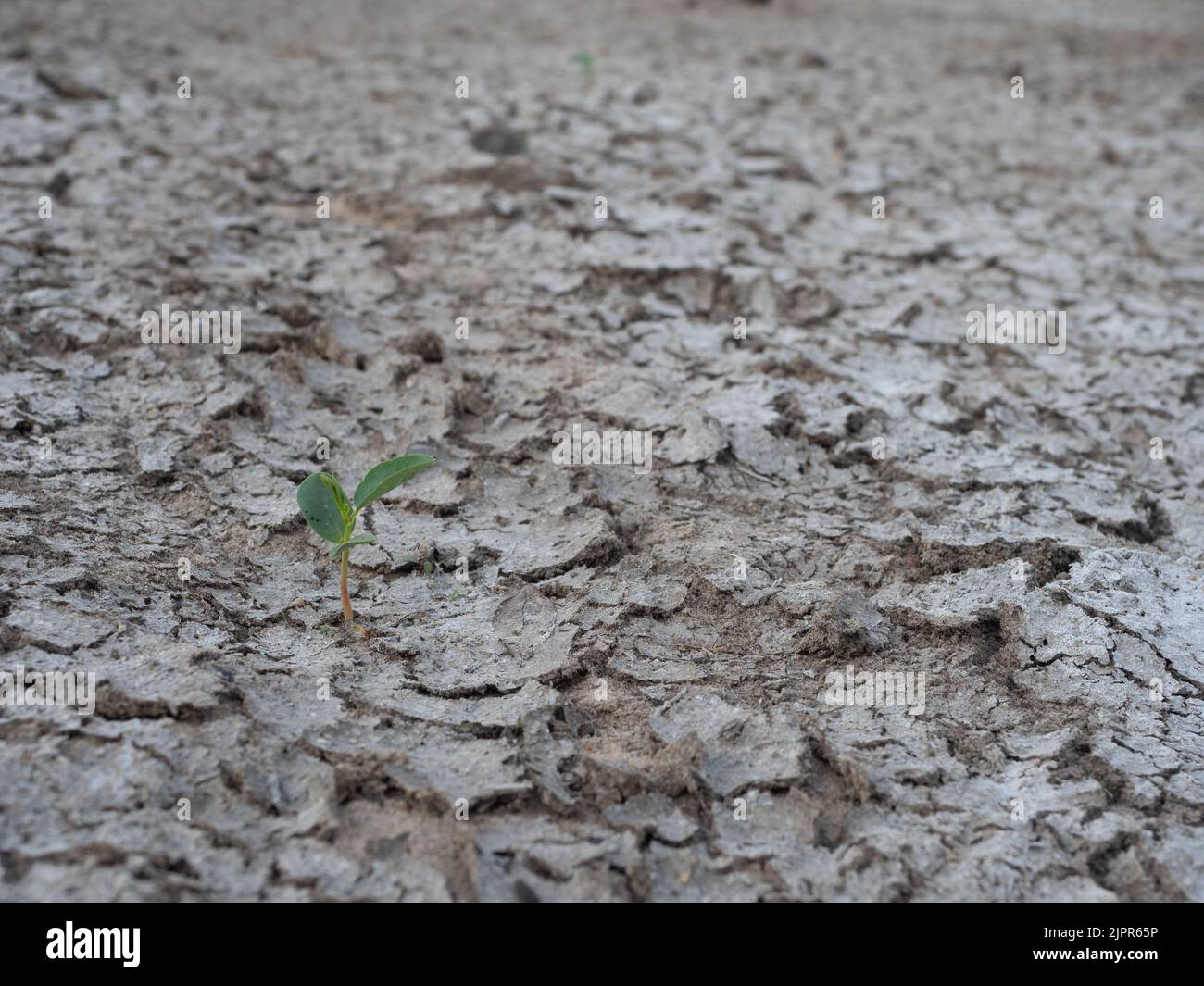 Small seedling sprouting in cracked soil during a drought in what was once Bear Branch Reservoir in Texas. Stock Photo