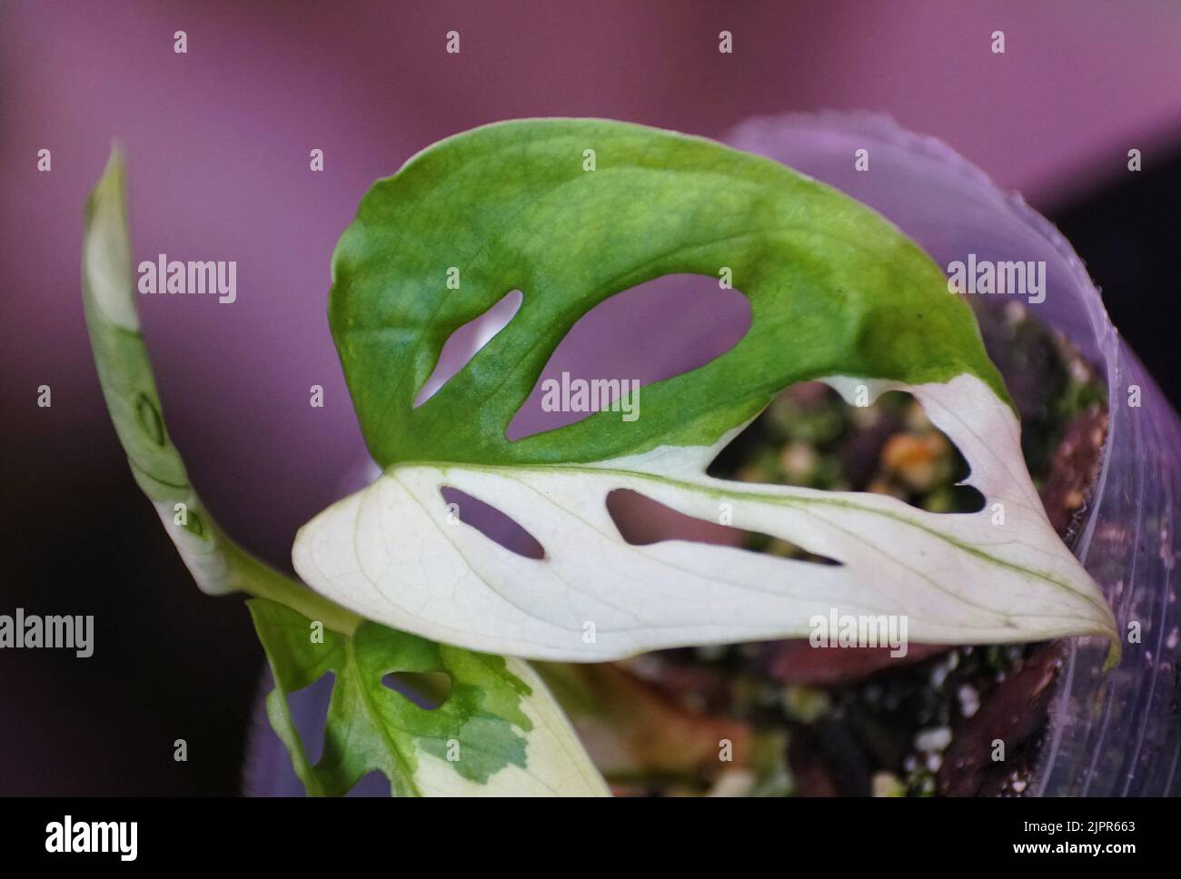 A white green leaf of variegated Monstera Adansonii, a rare tropical