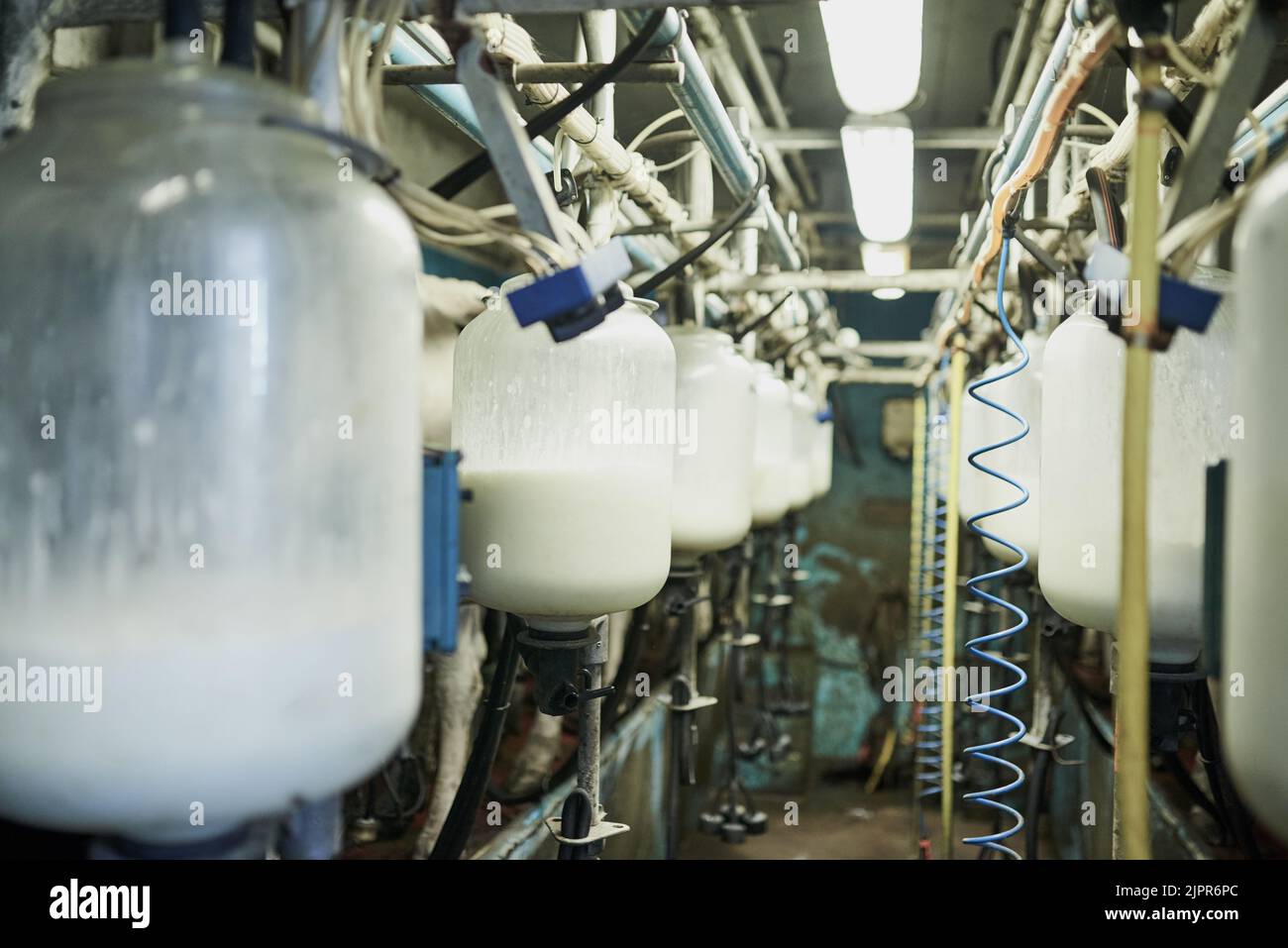 Precious produce. milk bottles being filled in a dairy Stock Photo Alamy