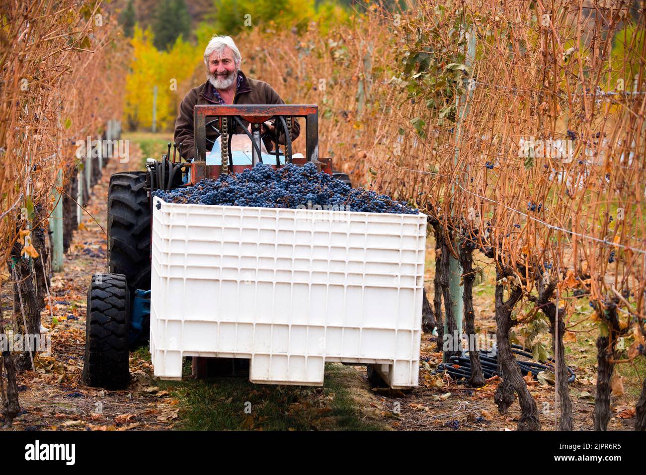 Oliver, British Columbia, Canada - October 23, 2017: Winemaker driving a tractor in between rows of Cabernet Sauvignon grapes during harvest in the Ok Stock Photo