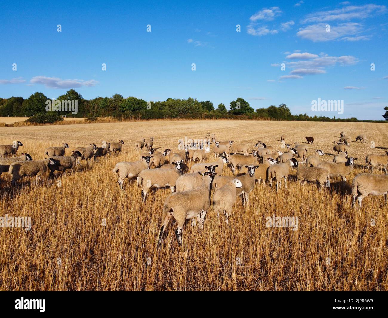 Beautiful Lamb and Sheep Farms at England, Drone's aerial view over ...