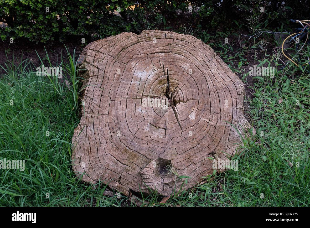Tree rings Stock Photo