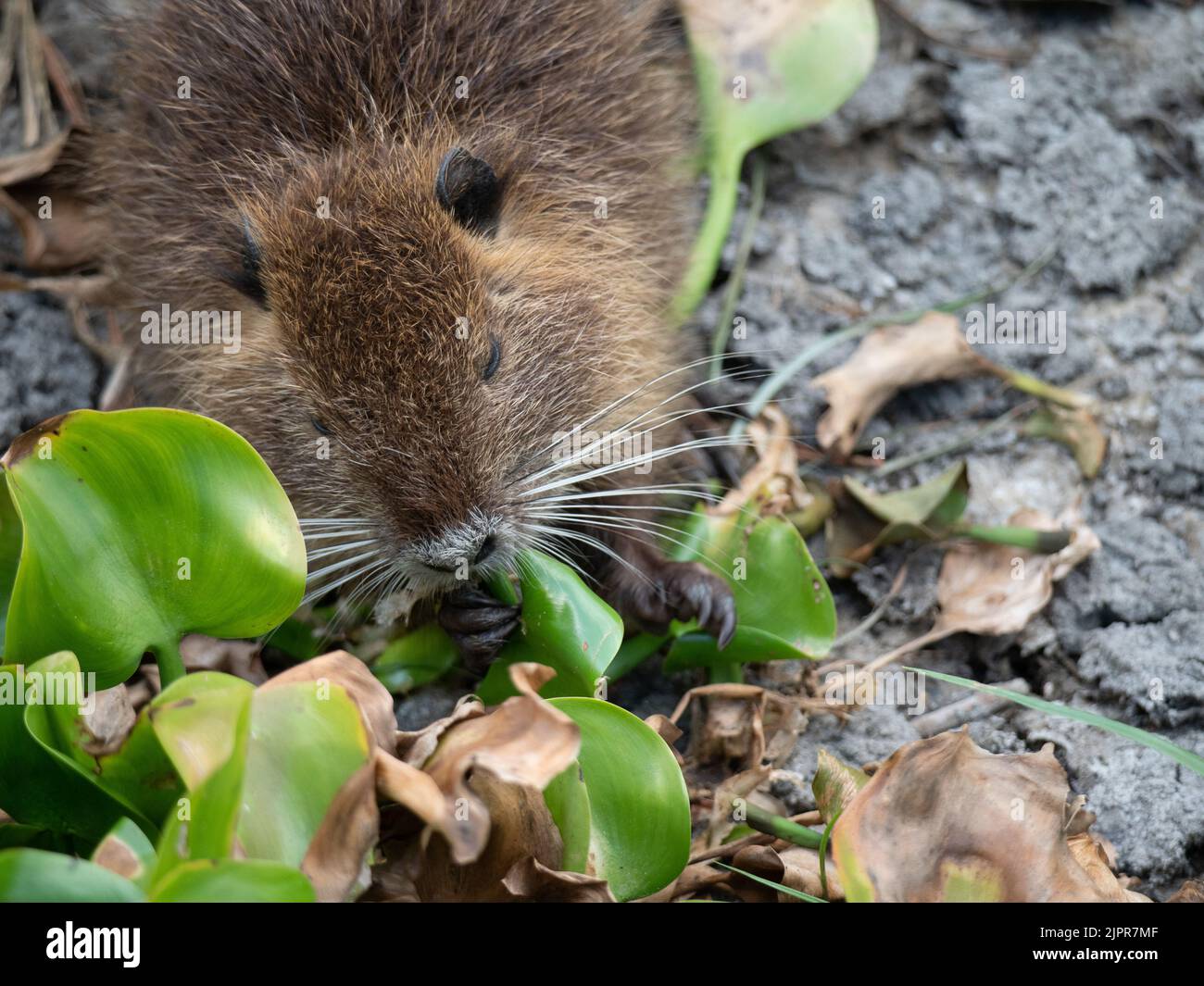 Young nutria feeding on water hyacinth leaves in a dried lake bed in Texas. Stock Photo