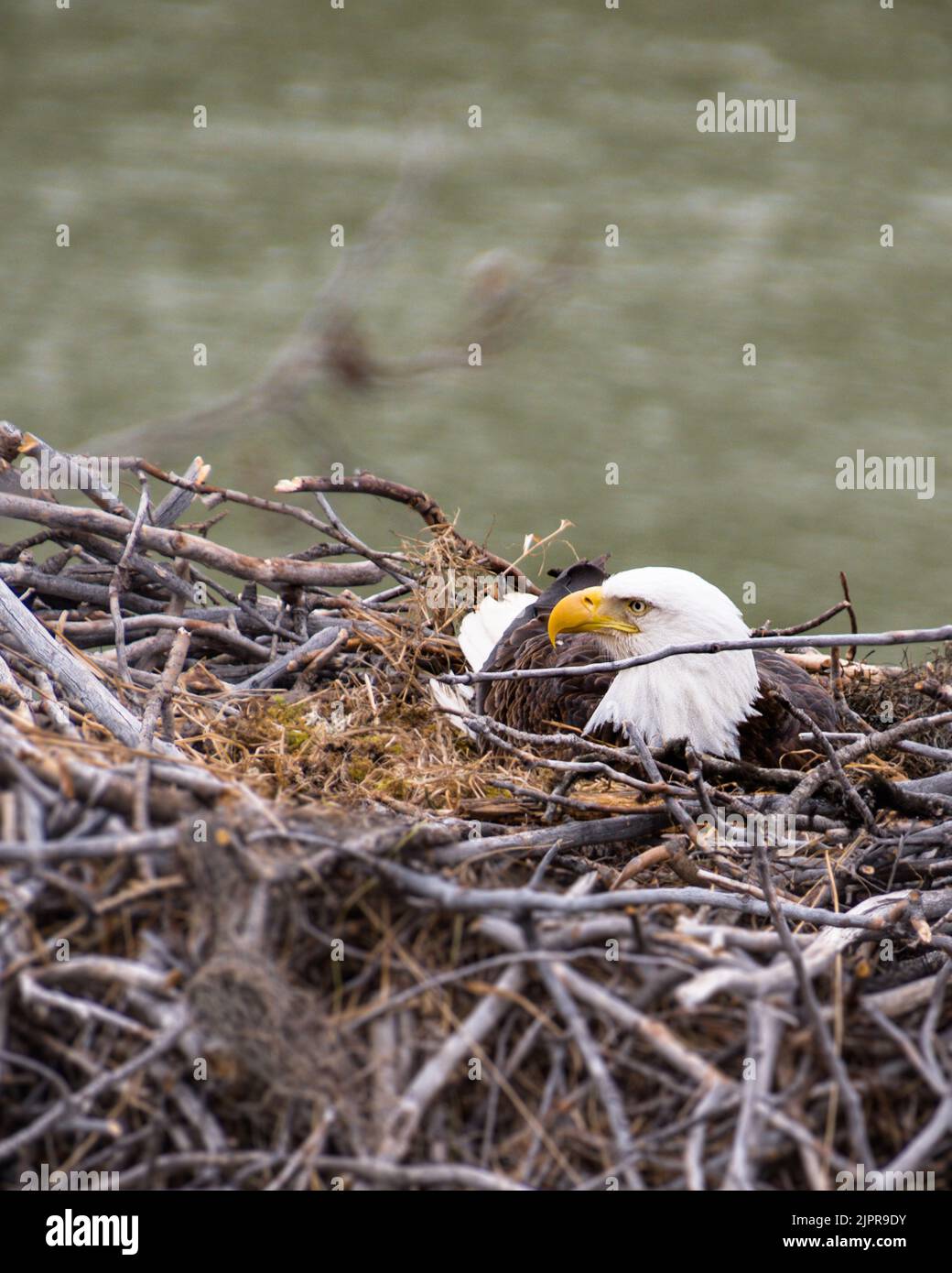 Bald eagle sitting in its nest, surrounded by sticks Stock Photo