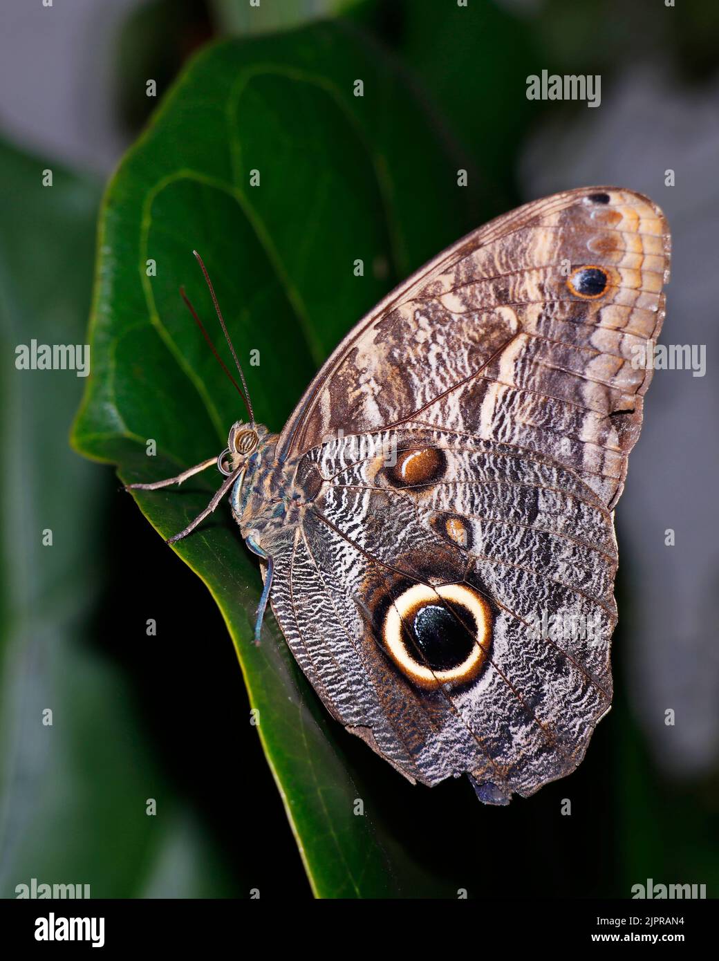 Blue morpho may refer to several species of distinctly blue butterfly