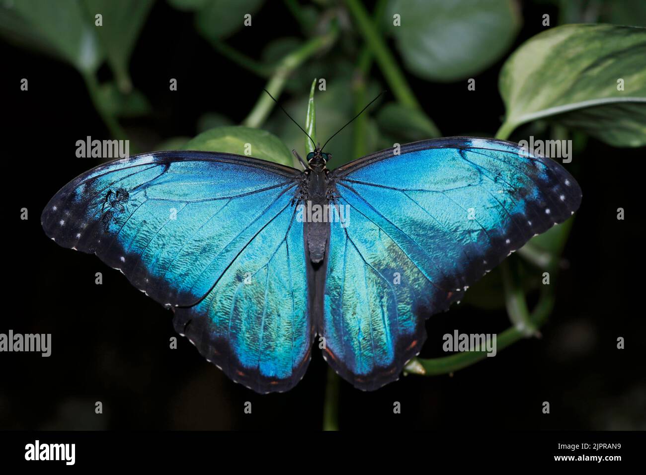 Blue morpho may refer to several species of distinctly blue butterfly